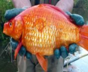 People have been releasing unwanted goldfish pets into a local river and its ended up causing big problems. They are growing in size and reproducing rapidly causing unhealthy conditions for native fish. A new project is now underway to catch and remove them one by one.