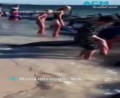 Authorities are scrambling to rescue over 100 stranded whales in Western Australia&#39;s southwest, with more than 26 already dead, as up to 160 pilot whales beached themselves at Toby&#39;s Inlet near Dunsborough, more than 250km south of Perth, according to Parks and Wildlife Western Australia.