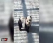 Watch: China zoo paints dogs to look like pandas from dogs naked