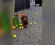 Airport&#39;s explosive detection dog showered with tennis balls at retirementSource: TSA Great Lakes