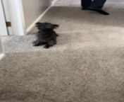 This dog reacted hilariously while visiting her owner&#39;s brother&#39;s house. She was seen dragging her hind legs across a fluffy carpet in a comical pose.