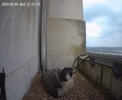 A tiny chick has hatched from one of four eggs laid by peregrine falcons nesting on the University of Leeds’ Parkinson Tower this week. &#60;br/&#62;This year, the birds of prey have laid four eggs. So far, one chick hatched after a month-long incubation period.&#60;br/&#62;This year’s female falcon is identified as ‘7.H’ by the ring on her leg, through which we know that she hatched in Stoke-on-Trent six years ago, while the male – known as a tiercel - is unfortunately not ringed. &#60;br/&#62;Michael Howroyd, sustainability projects officer and biodiversity programme lead at The University of Leeds, said: “It’s wonderful to see the safe arrival of a peregrine chick here at Leeds today. The University is continually working to shape and support biodiversity on campus and it is great to see that we are a valuable urban location for wildlife to thrive.”