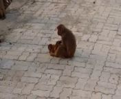 Monkey Madness: Exploring the Crazy Monkeys of India from sax hud india