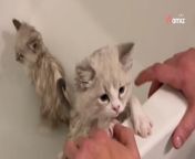 Five adorable Ragdoll kittens have left viewers lost for words as they take their very first bath.