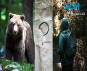 A viral hypothetical question asks, ‘Would you rather find yourself alone in the forest with a bear or a man?’. Most people are picking the bear and it’s shedding a light on the gendered violence crisis.