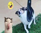 Laugh Out Hard With Funny Cat & Dog Complication of 2024 from desi hard pounding