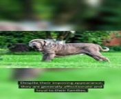 Facts About Neapolitan Mastiff from mastiff