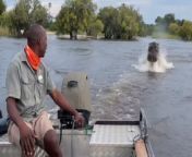 Izla better treat her boat engine to a lavish meal after it didn&#39;t betray her amid the crazy action ensuing in this video. &#60;br/&#62;&#60;br/&#62;This gripping clip features Izla boating in the shimmering waters of Zambia when she notices that she&#39;s being chased by a hyperenergetic hippo! &#60;br/&#62;&#60;br/&#62;&#92;