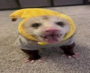 This opossum named Porridge, who has dwarfism, was funnily chewing on something. The banana headband added to his cuteness.