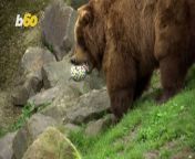 While many people around the world on the hunt for chocolate eggs as a way of celebrating Easter, visitors at the Gelsenkirchen Zoo in western Germany got to see the animals go on their own Easter egg hunt that consisted of slightly different fillings but the outcome is the same- happy faces and satisfied tummies all around. Yair Ben-Dor has more.